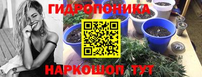 прущие грибы Кингисепп